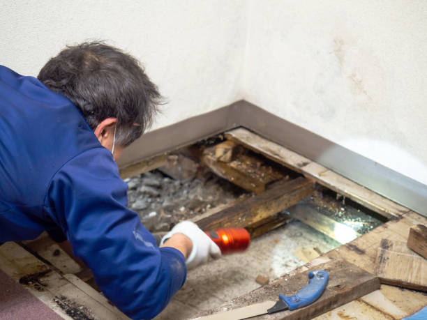 Best Crawl Space Mold Removal  in Galls, IN