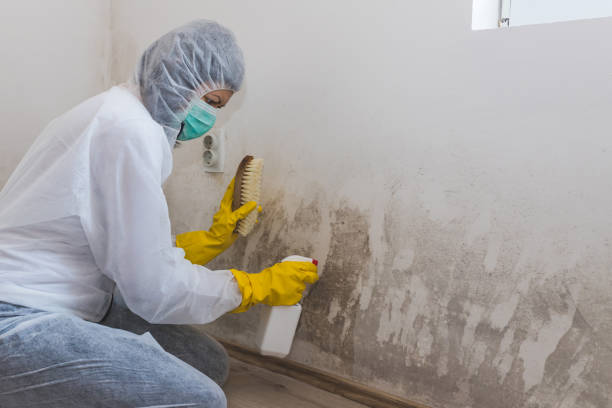 Best Commercial Mold Removal  in Galls, IN