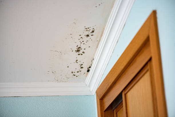 Best Certified Mold Removal  in Galls, IN