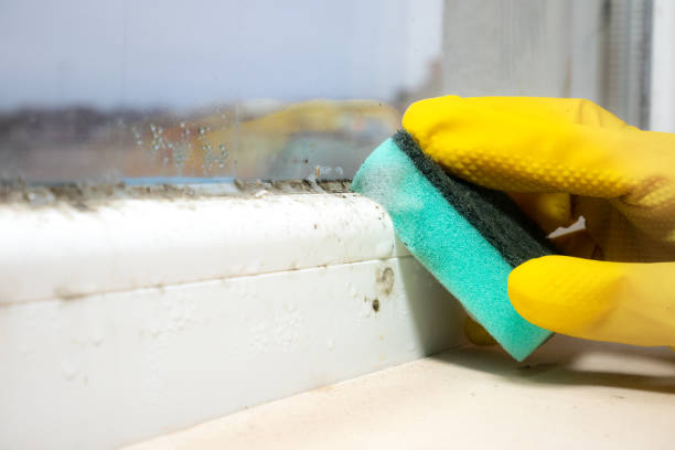Certified Mold Removal in Ingalls, IN