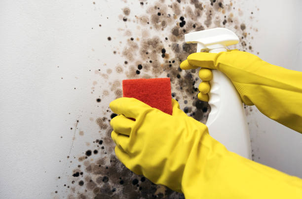 Best Professional Mold Removal  in Galls, IN