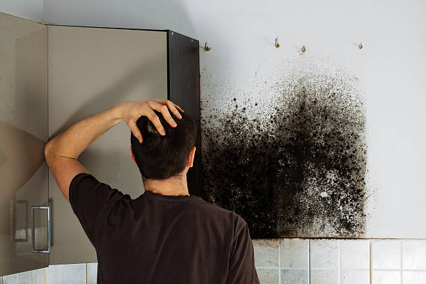 Best Mold Removal Company Near Me  in Galls, IN