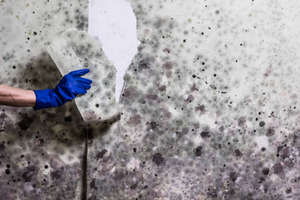 Best Fast Mold Removal  in Galls, IN