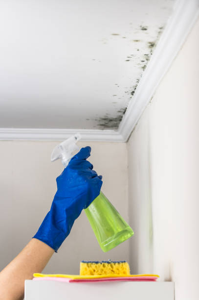 Home Mold Removal in Ingalls, IN