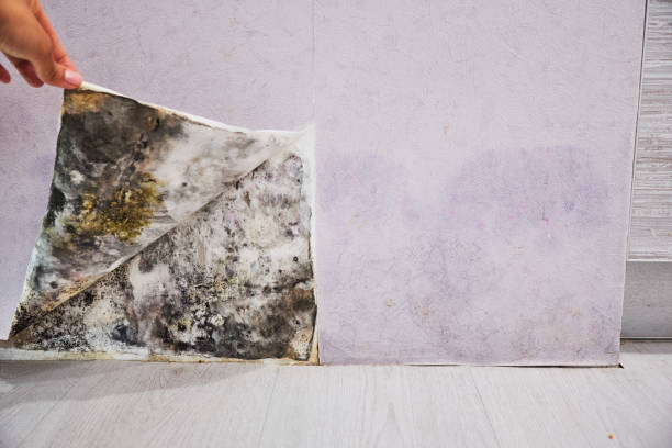 Reliable Ingalls, IN Mold Removal Solutions